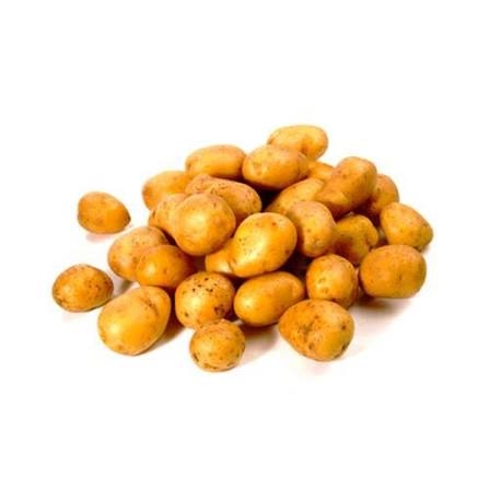 Papa semilla